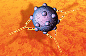 Antibodies and cancer cell