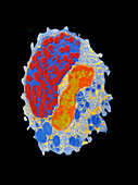 Coloured EM of macrophage with engulfed Legionella