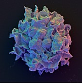 Coloured SEM of macrophage cell