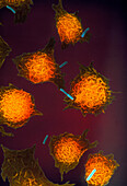Coloured SEM of macrophages attacking bacteria