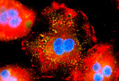 Immunofluorescent LM of active macrophages