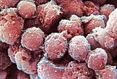 Monocyte white blood cells,SEM