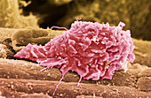 Macrophage white blood cell,SEM