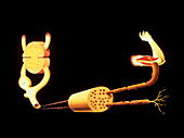 Illustration of the human reflex arc
