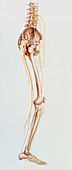 Artwork of the bones and nerves of the human leg