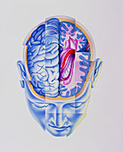 Art of abstract head showing brain limbic system