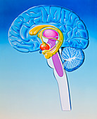 Illustration of anatomy of limbic system of brain