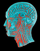 Coloured artwork of the human brain (side view)