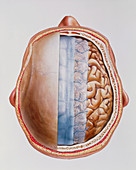 Cutaway artwork of the brain membranes (meninges)