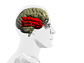 Human brain,temporal lobe