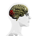 Human brain,occipital lobe