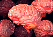 Human brains,computer artwork