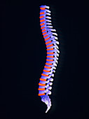 Illustration of the spine