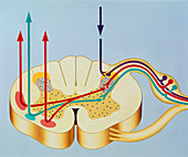 Artwork showing pain pathways in spinal cord
