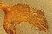 Spinal cord,light micrograph