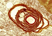 Myelin surrounding a nerve axon,TEM