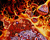 Artwork showing neurone & associated structures