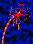 Artwork of a multipolar nerve cell