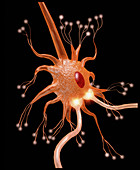 Computer graphic of a motor neuron nerve