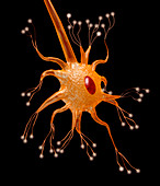 Computer graphic of a motor neuron nerve cell