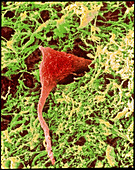 Coloured SEM of a nerve cell in brain tissue