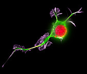 Nerve cell growth