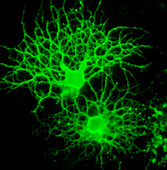 Oligodendrocyte nerve cells