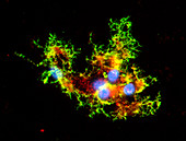 Oligodendrocyte nerve cells