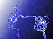 Nerve synapse,computer artwork