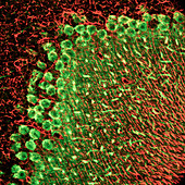 Cerebellum nerve cells,light micrograph