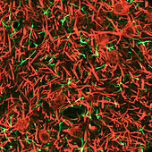 Thalamus nerve cells