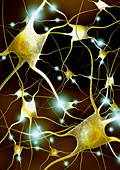 Nerve cells,computer artwork