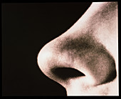 Close-up of a human nose (side view)
