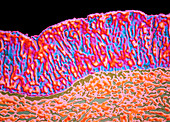 Colour LM of section through human nose epithelium