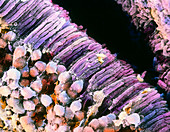 False-colour SEM of the structure of the retina