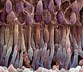 Retina rod cells,SEM