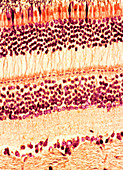 Retina,light micrograph