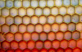 LM of the facets of a dragonfly's compound eye
