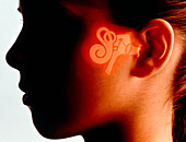 Profile of girl's head & superimposed ear anatomy