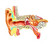 Middle and inner ear