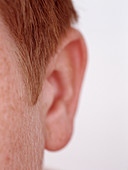 Boy's ear