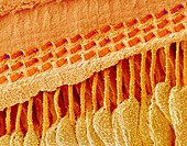 Sensory hair cells in ear,SEM