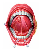 Underside of the tongue