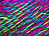 Snail radula,light micrograph