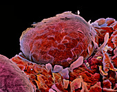 False-colour SEM of fungiform papilla