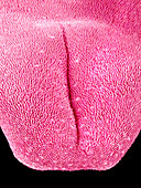 Mouse tongue,SEM