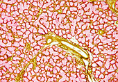 Salivary gland,light micrograph