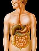Artwork of the human digestive system
