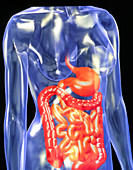 Computer art showing the healthy digestive system