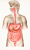 Digestive system